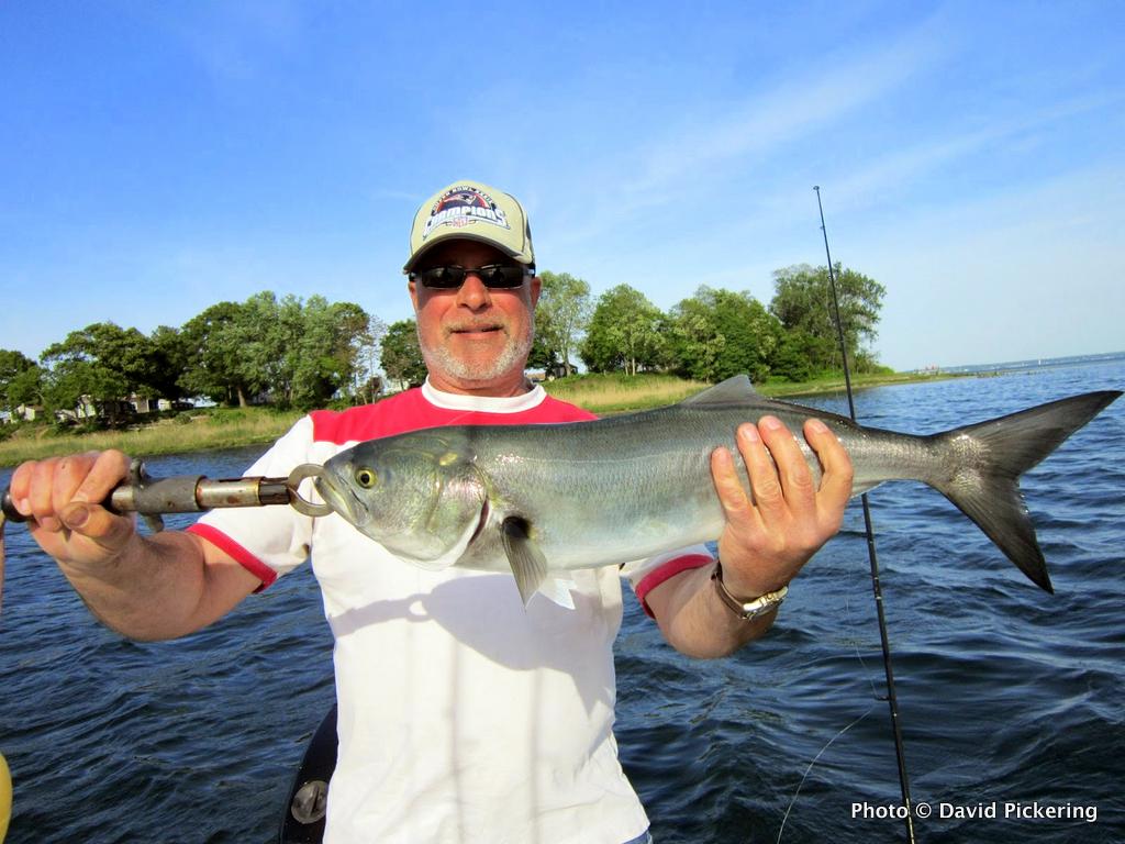 Best Tactics, Lures for Narragansett and Buzzards Bay Fish ...